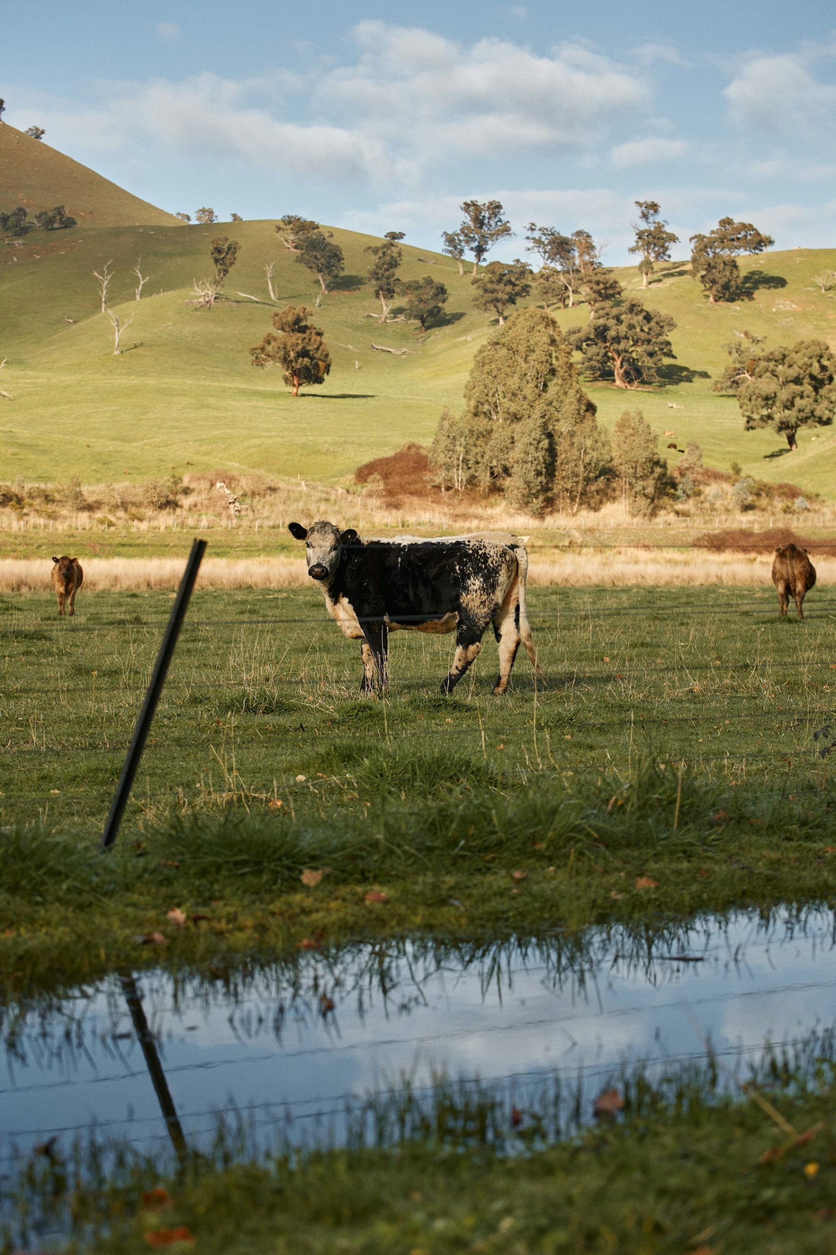 Cattle grazing beside a lake in the hills