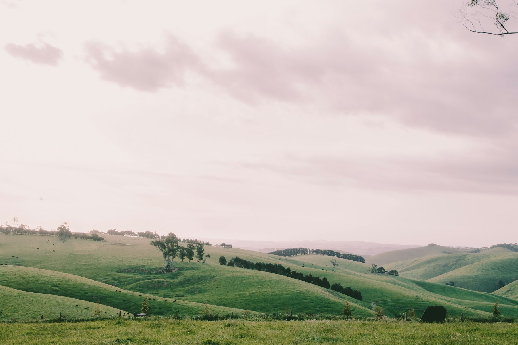 Rolling green hills in farming country