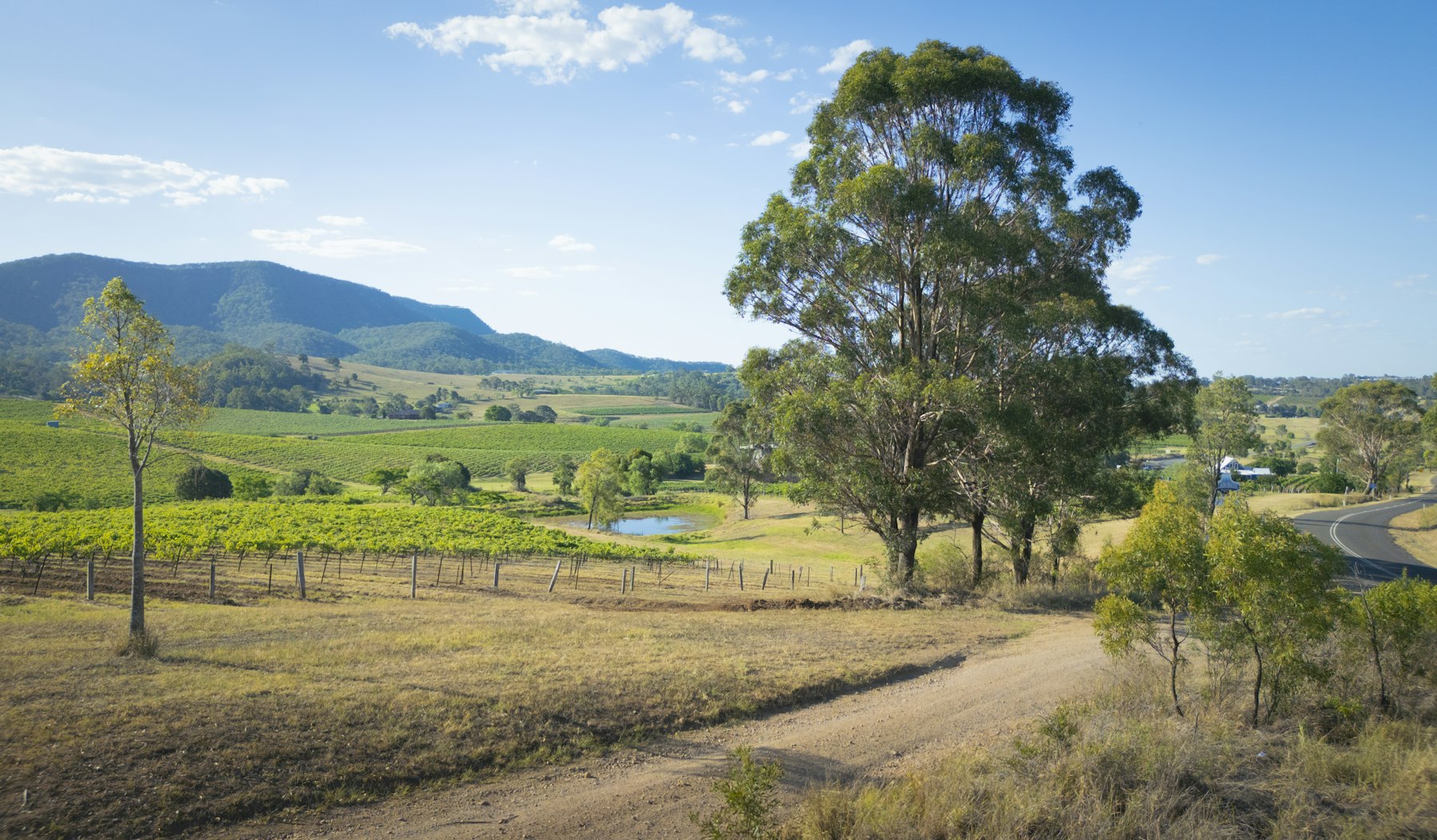 Country road running through green paddocks
