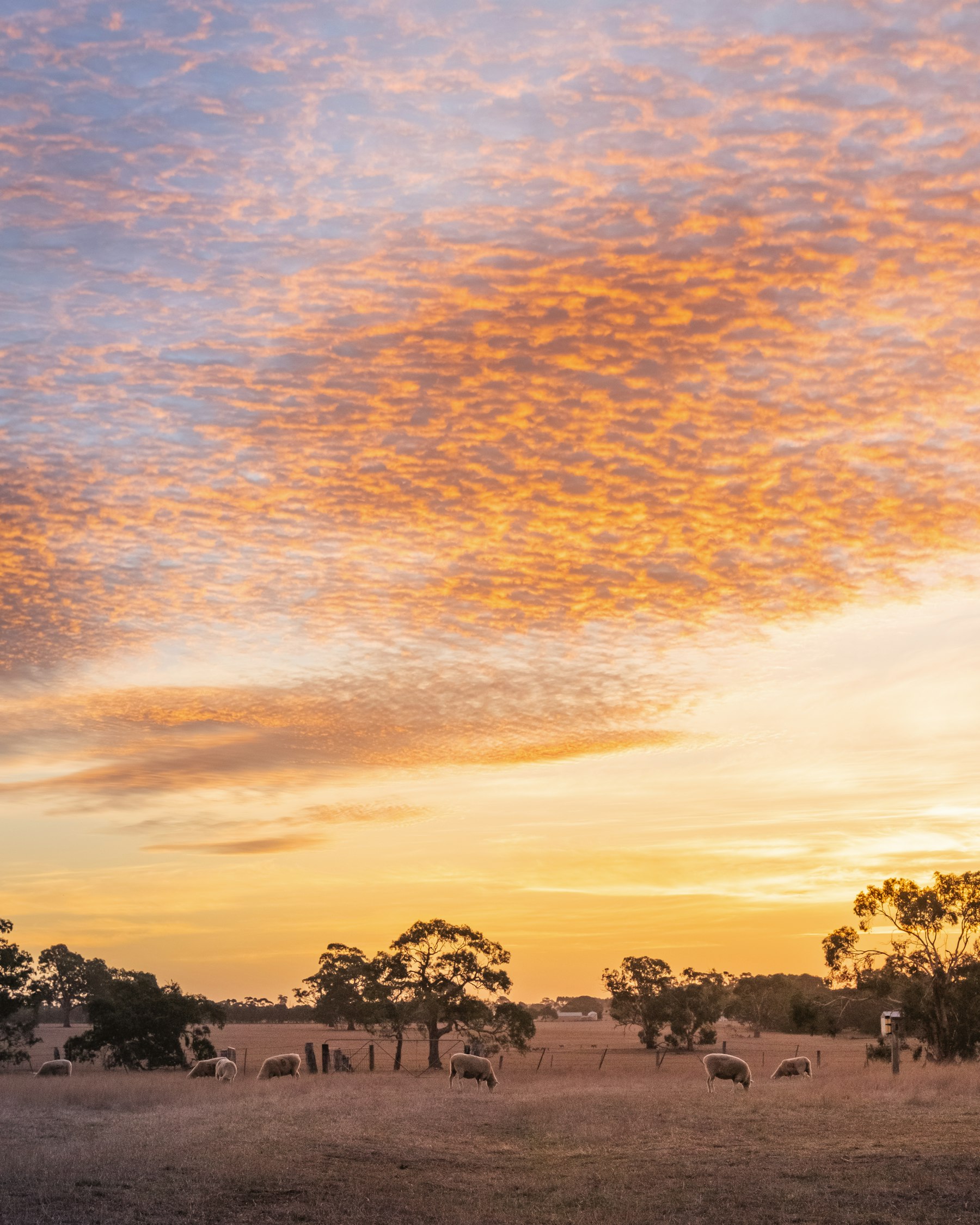 Sheep grazing in a paddock